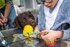 Auf dem Bild sieht man einen Jungen im Rollstuhl und einen braunen Labrador. Der Hund legt den Kopf auf den Rollstuhltisch und blickt neugierig.