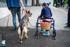 Ein Mädchen mit einem Gehgestell geht mit einem Deutschen Schäfer spazieren