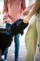Ein schwarzer Labradoodle frisst ein Leckerli.