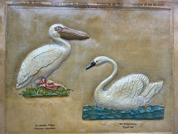 Ein taktiles, farbiges Bild, auf dem ein Pelikan und ein Schwan zu sehen sind