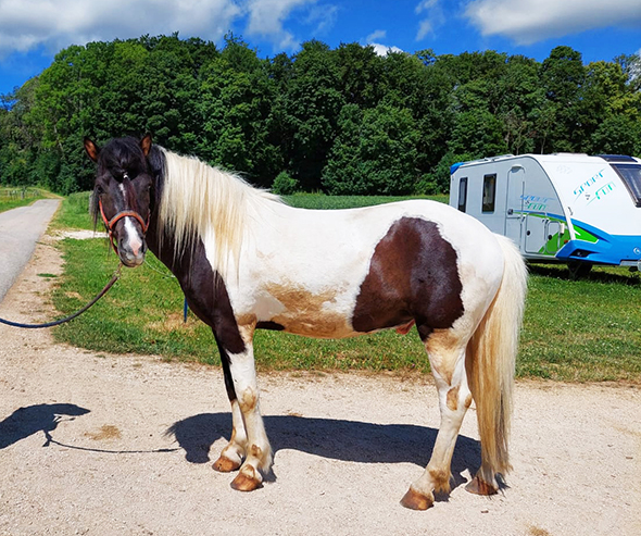 Das neue Therapiepferd heisst Lord